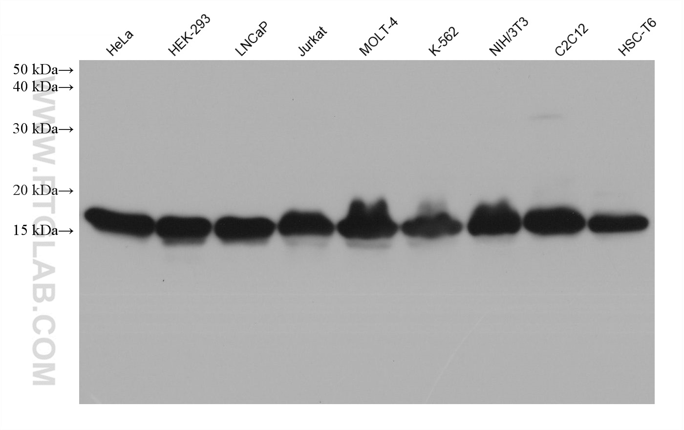 WB analysis using 68825-1-Ig (same clone as 68825-1-PBS)