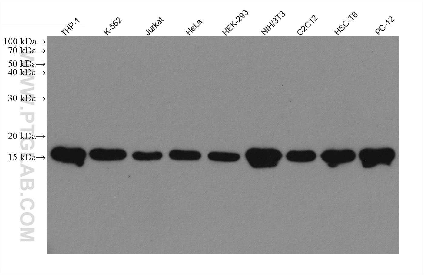WB analysis using 80219-1-RR (same clone as 80219-1-PBS)