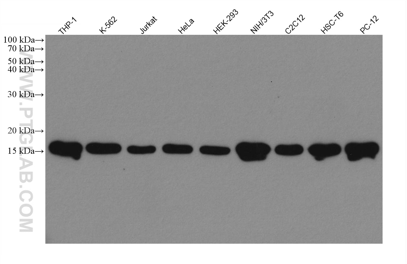 WB analysis using 80219-1-RR