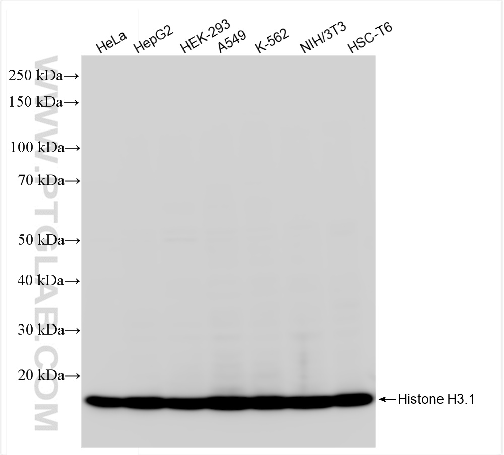 WB analysis using 84908-1-RR