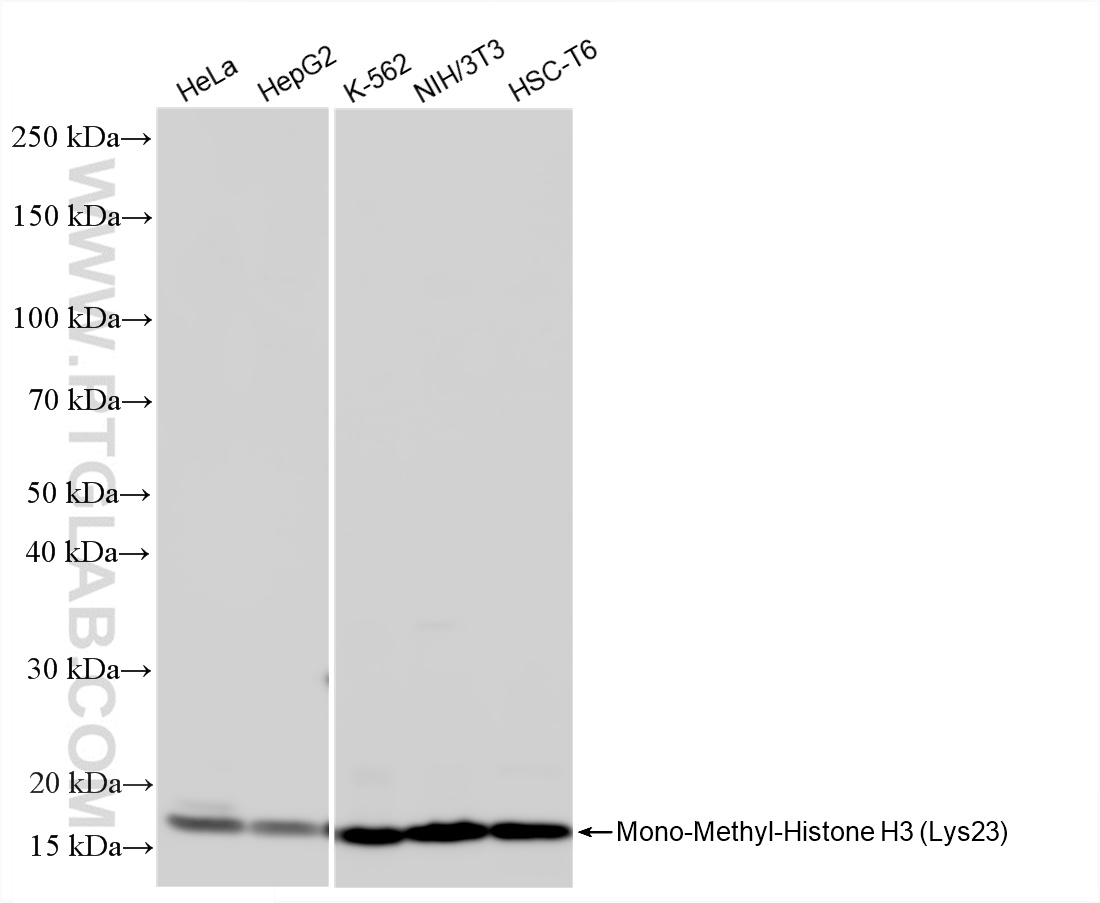 WB analysis using 86861-1-RR (same clone as 86861-1-PBS)