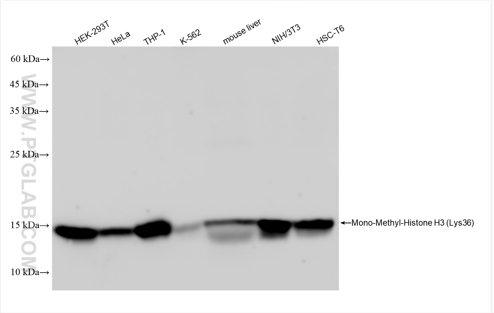 WB analysis using 82825-2-RR