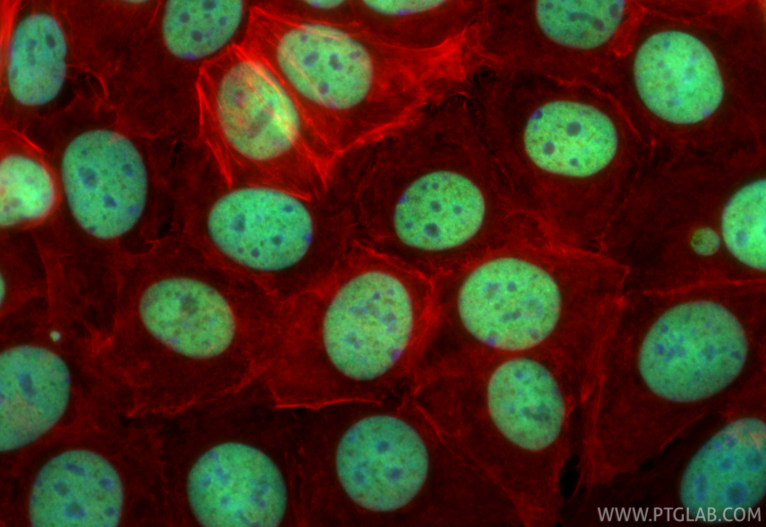 Immunofluorescent analysis of (4% PFA) fixed MCF-7 cells using CoraLite® Plus 488 Mono-Methyl-Histone H3 (Lys4) antibody (CL488-84740, Clone: 241940G8 ) at dilution of 1:200, CL594-Phalloidin (red). IF Staining of MCF-7 using CL488-84740