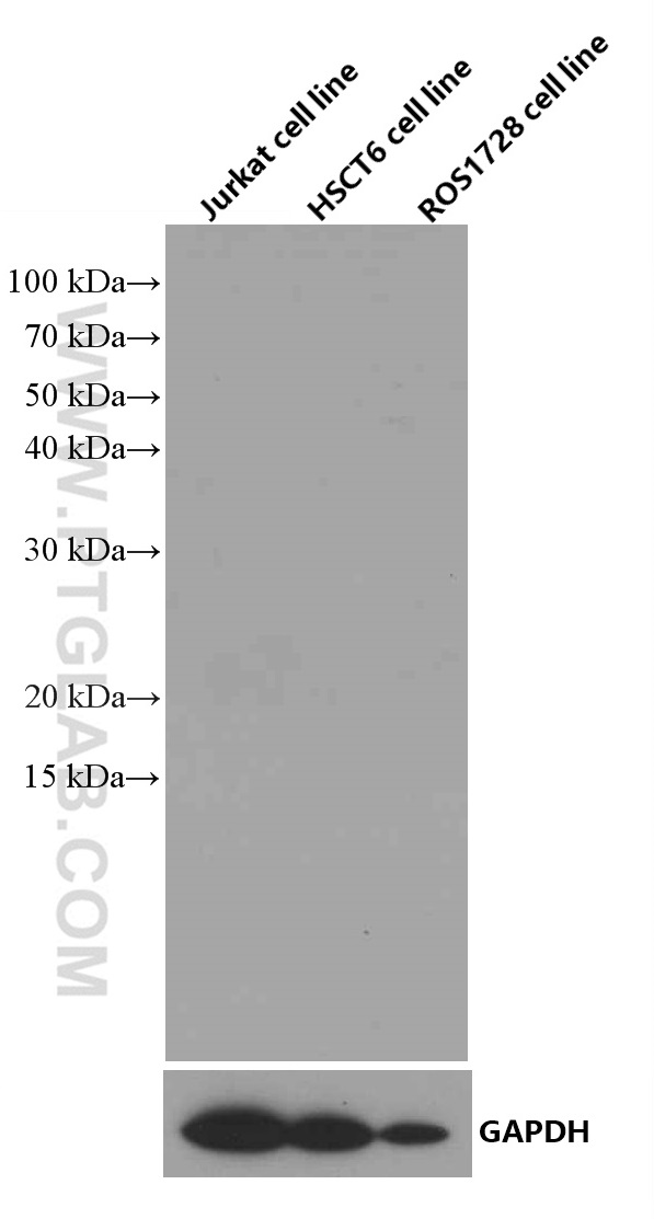 WB analysis using 66360-1-Ig (same clone as 66360-1-PBS)