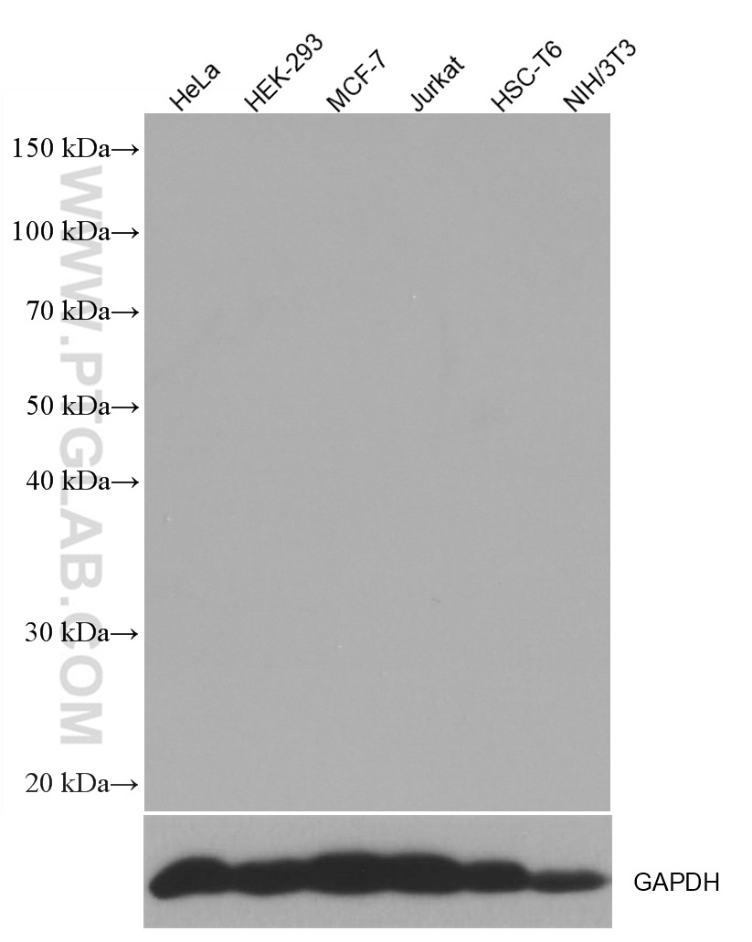 WB analysis using 66360-2-Ig (same clone as 66360-2-PBS)