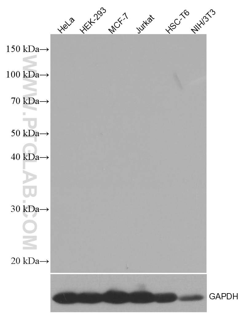 WB analysis using 66360-3-Ig (same clone as 66360-3-PBS)