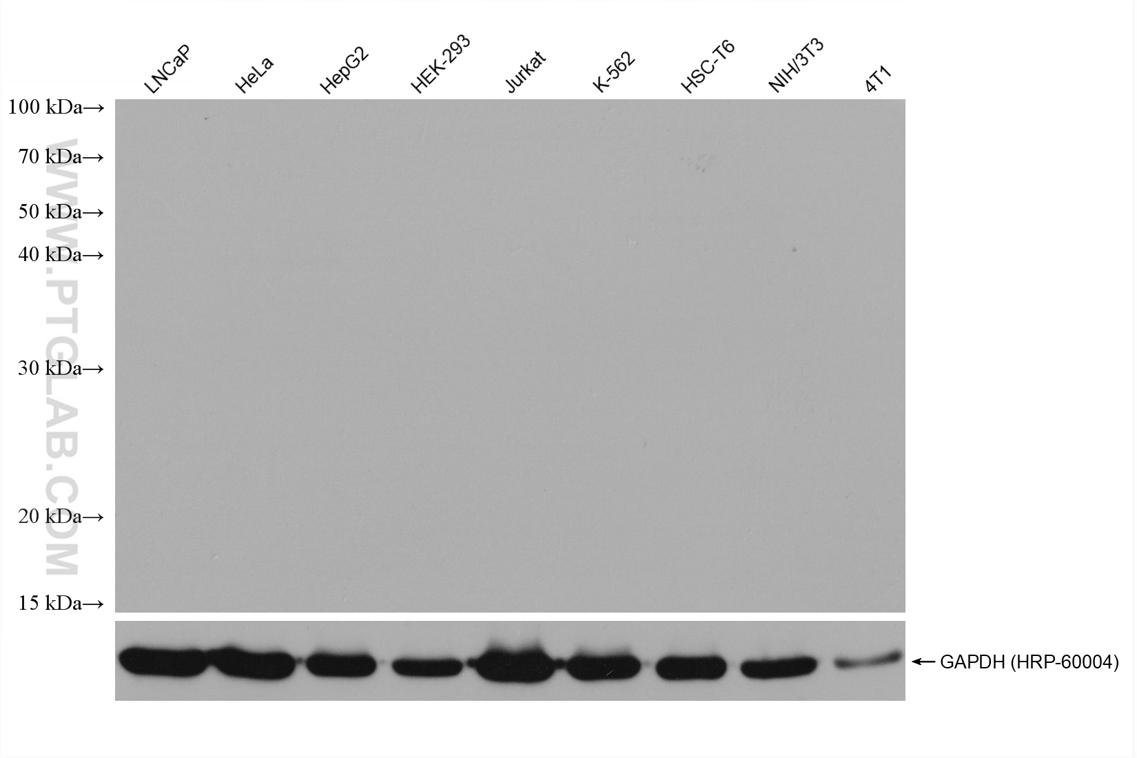 WB analysis using 66360-4-Ig (same clone as 66360-4-PBS)