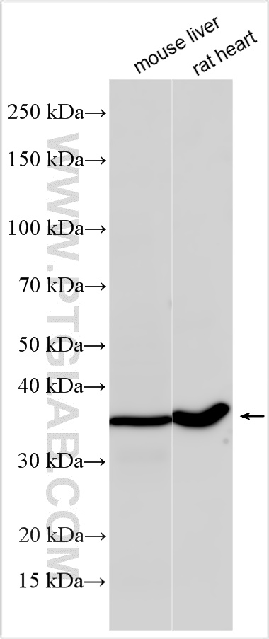 WB analysis using 33332-1-AP
