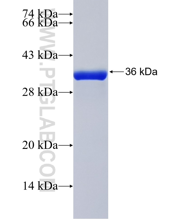 Mrgprx1 fusion protein Ag40320 SDS-PAGE