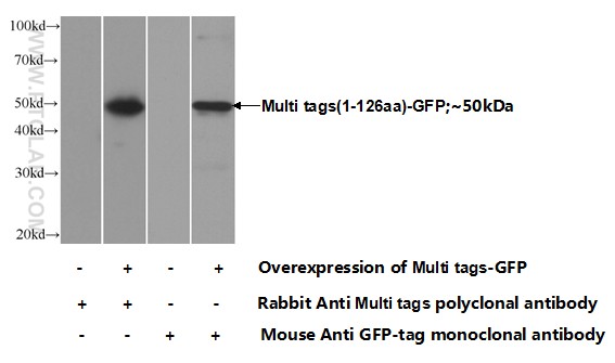 WB analysis of Transfected HEK-293 using 24147-1-AP