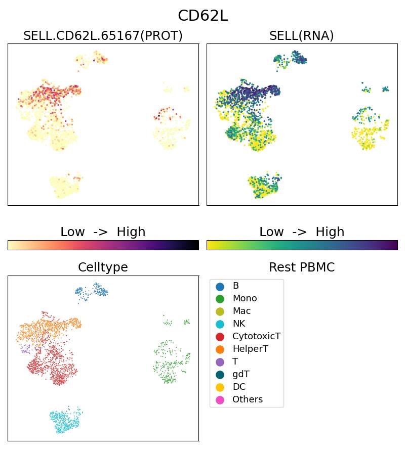 Single Cell Sequencing experiment G65167-1-5C on Resting PBMC