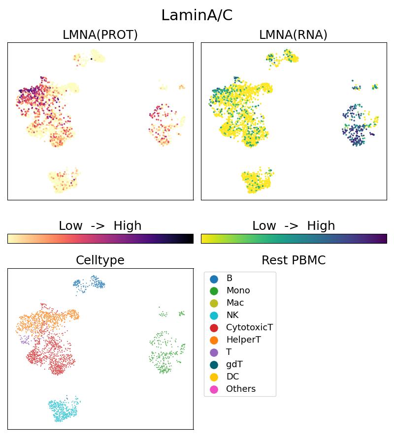 Single Cell Sequencing experiment G81042-1-5C on Resting PBMC