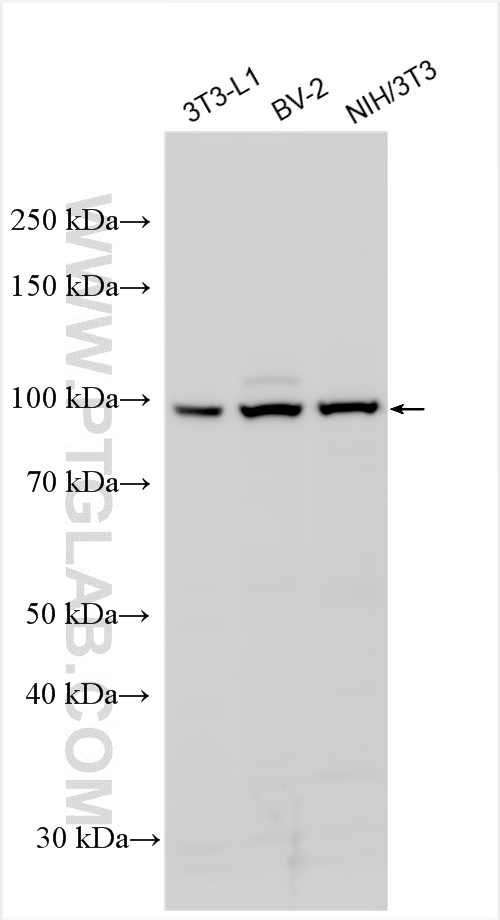 WB analysis using 51132-1-AP