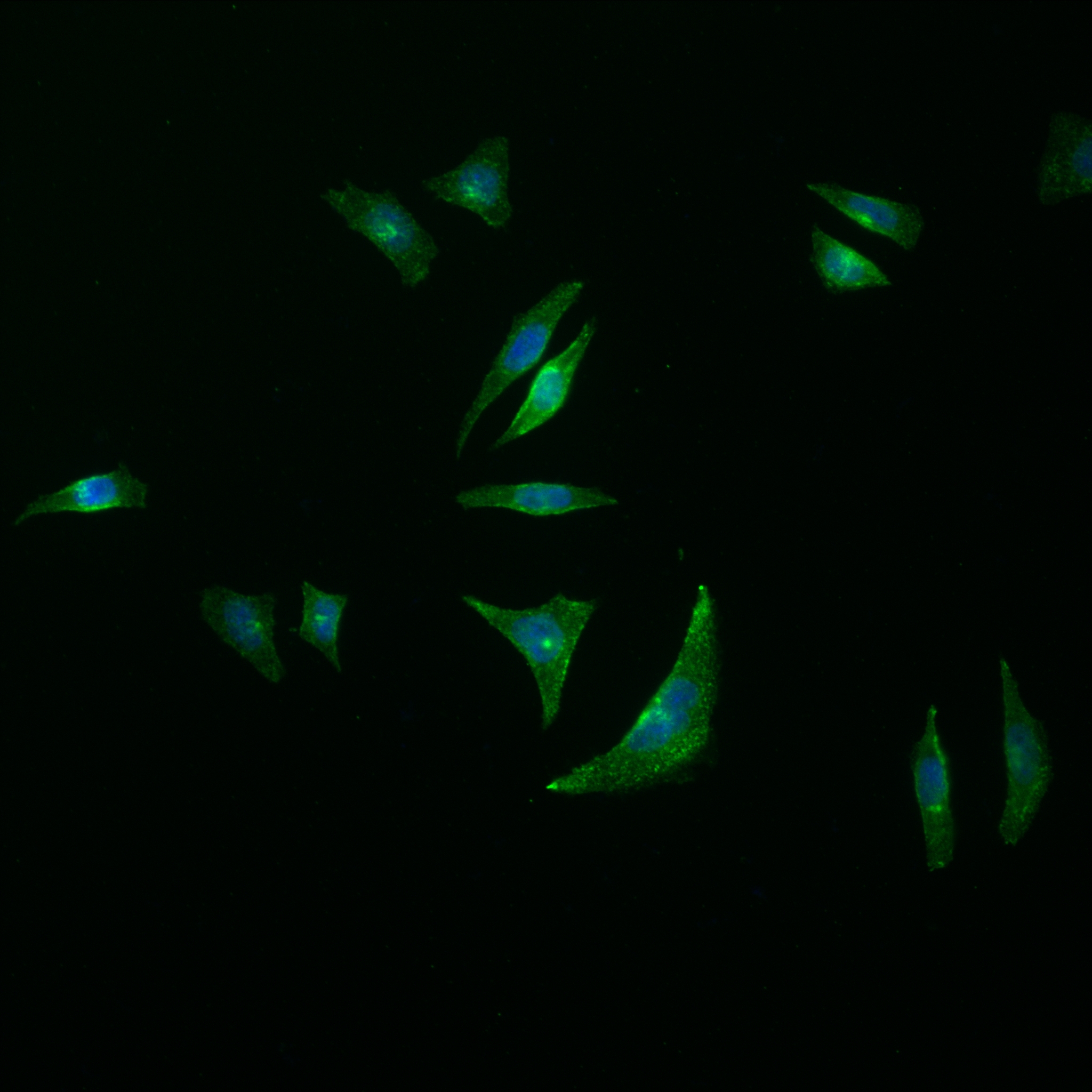 IF Staining of HepG2 using 82917-2-RR