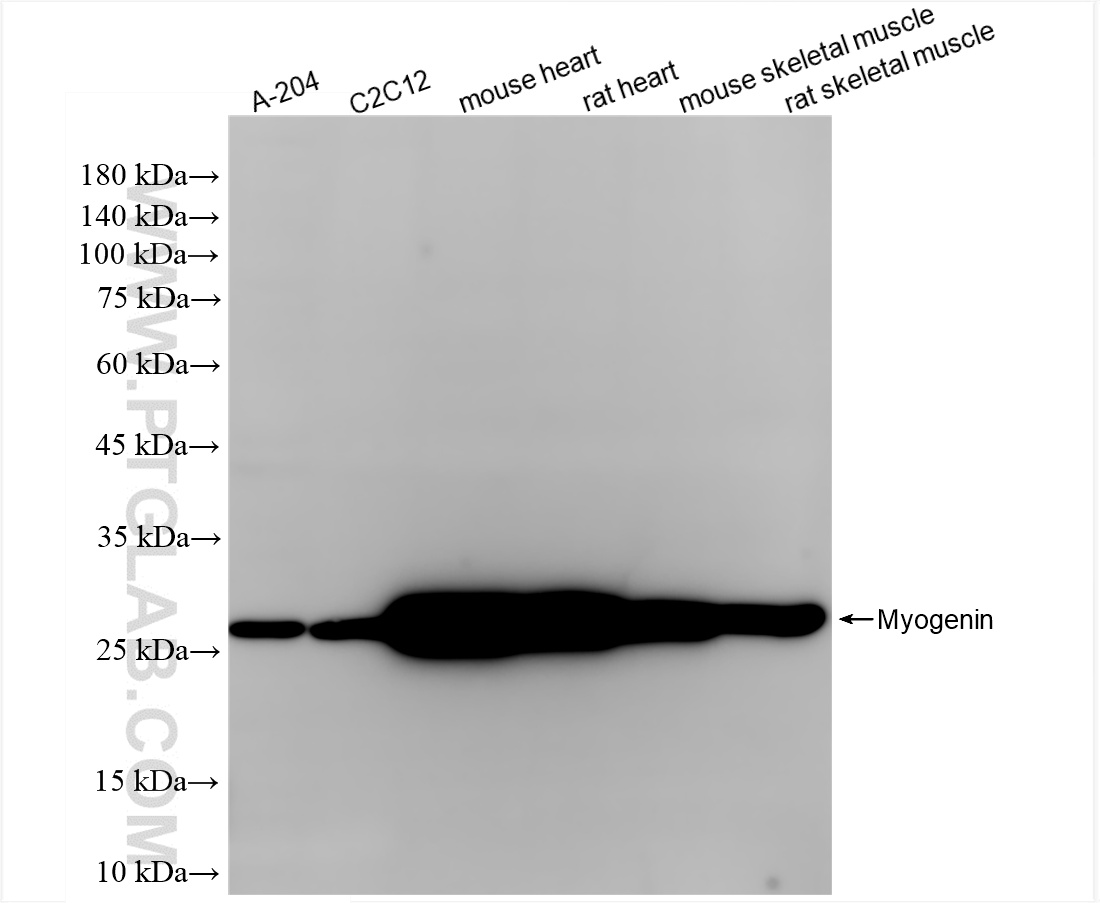Various lysates were subjected to SDS PAGE followed by western blot with 86192-3-RR (Myogenin antibody) at dilution of 1:10000 incubated at room temperature for 1.5 hours. WB analysis using 86192-3-RR