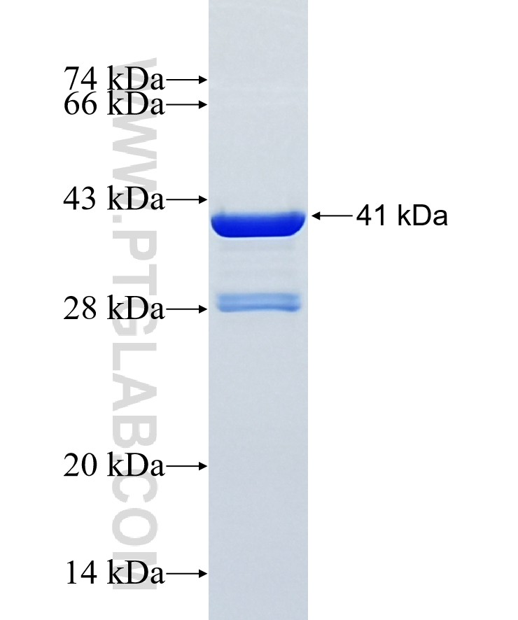 Myogenin fusion protein Ag25081 SDS-PAGE