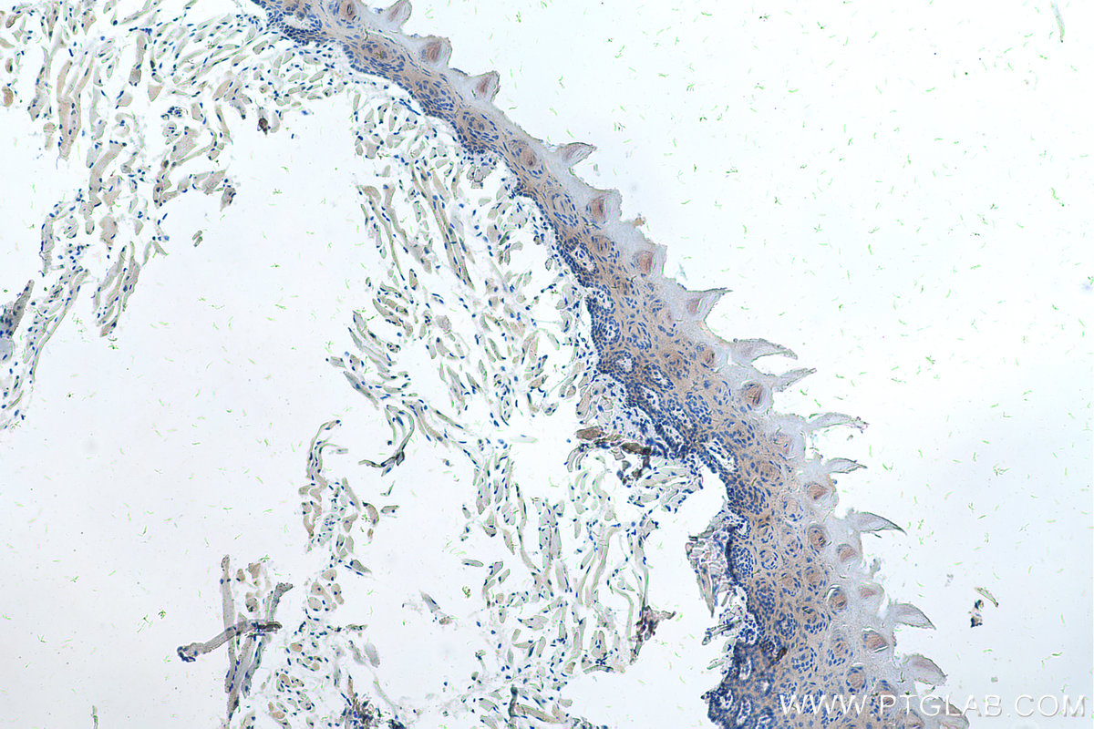 IHC staining of mouse tongue using 66205-1-Ig (same clone as 66205-1-PBS)