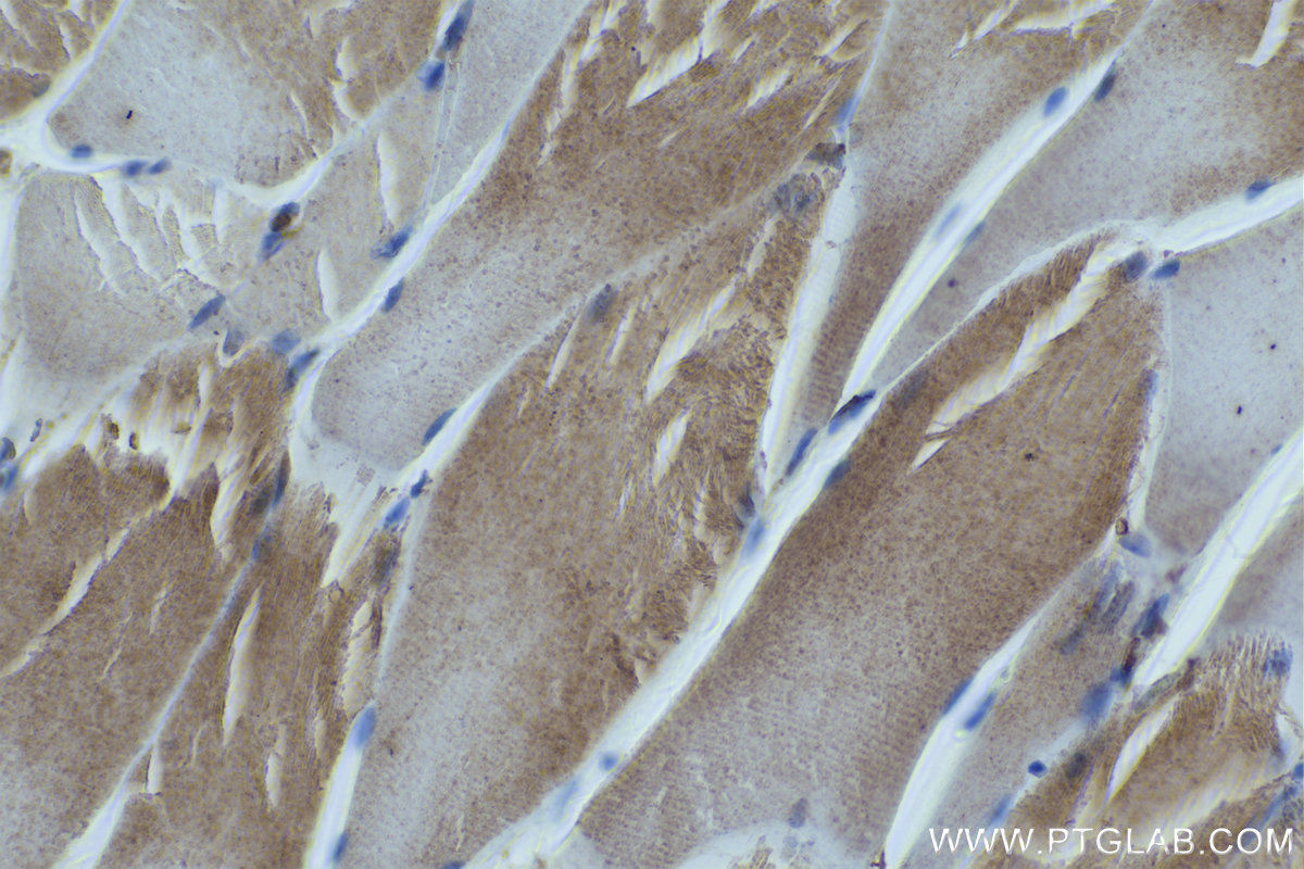IHC staining of rat skeletal muscle using 66212-1-Ig