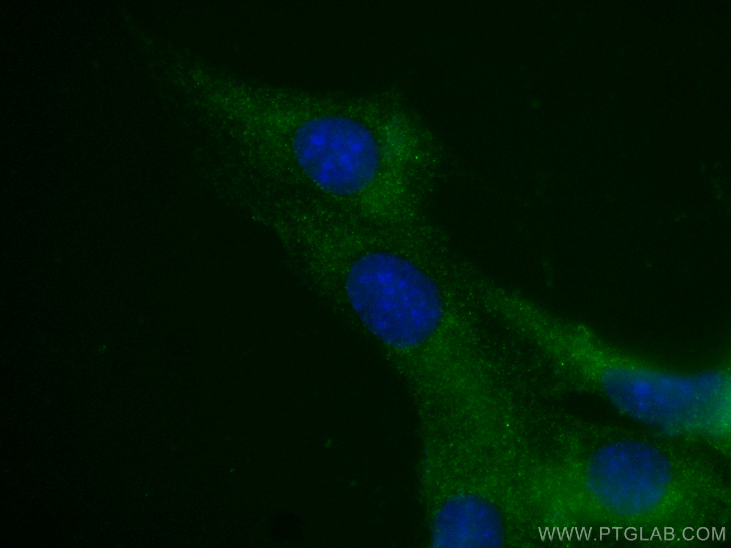 IF Staining of C2C12 using CL488-60229