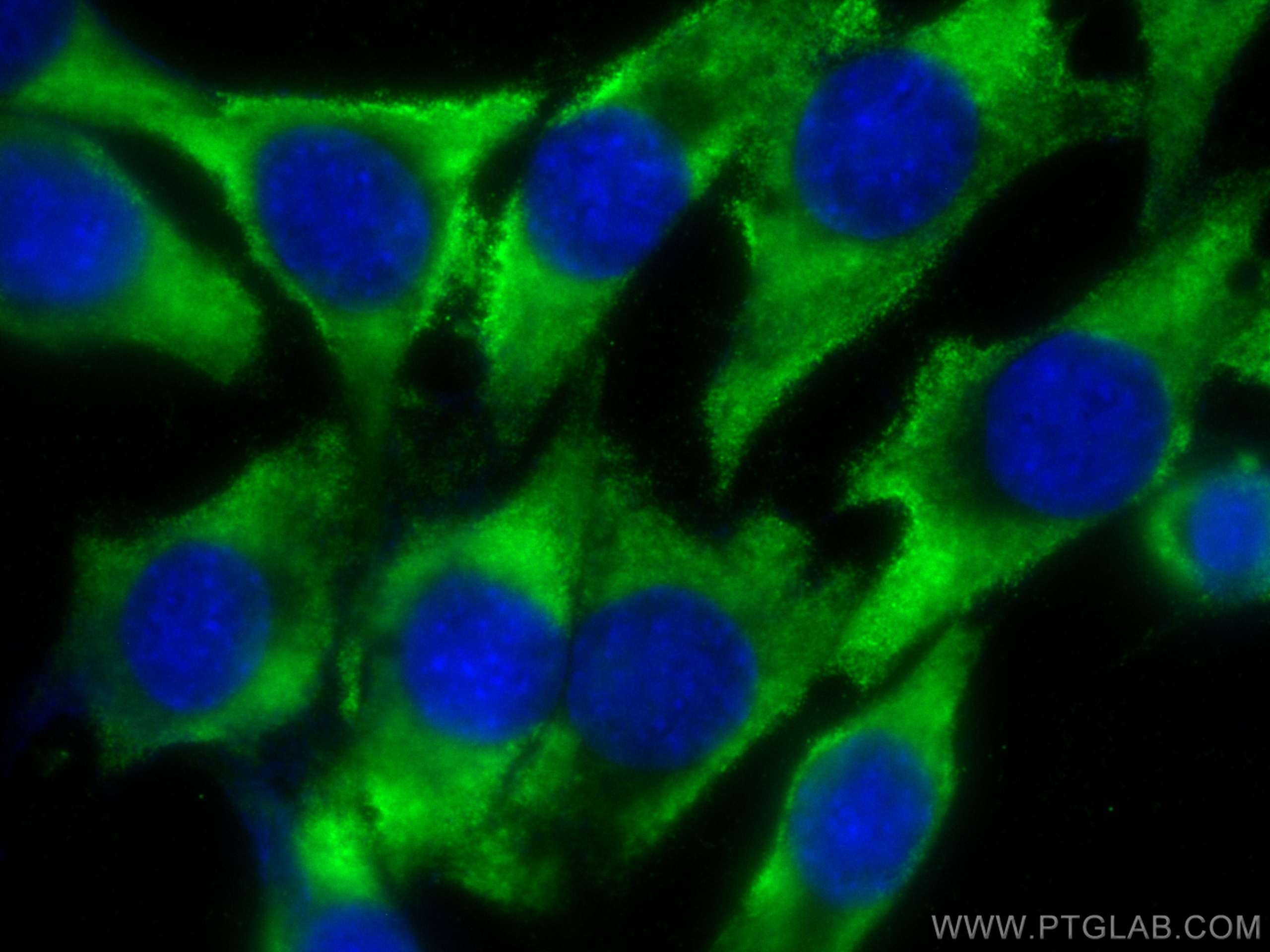 IF Staining of C2C12 using CL488-60229