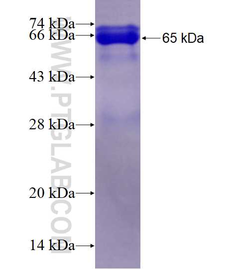 Tax-1 fusion protein Ag0655 SDS-PAGE Tax-1 fusion protein Ag0655 SDS-PAGE