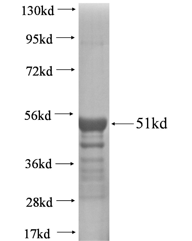 N/A fusion protein Ag0430 SDS-PAGE