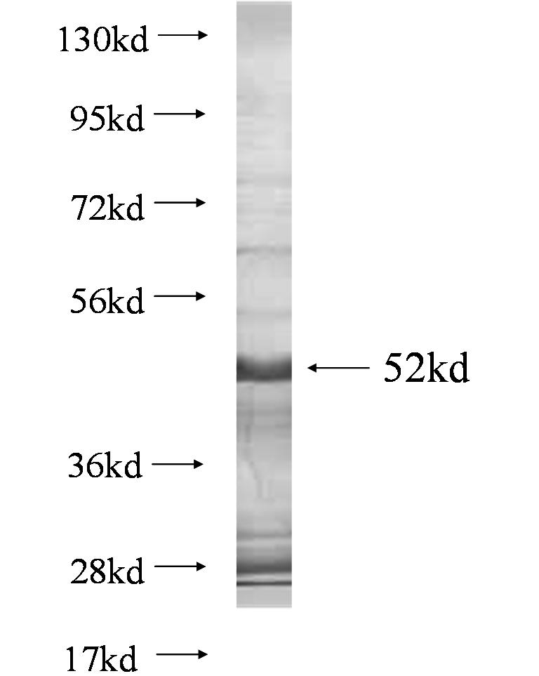 N/A fusion protein Ag0580 SDS-PAGE
