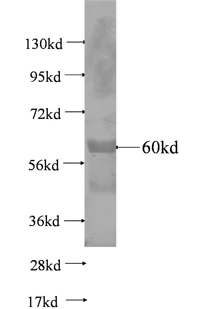 N/A fusion protein Ag0606 SDS-PAGE