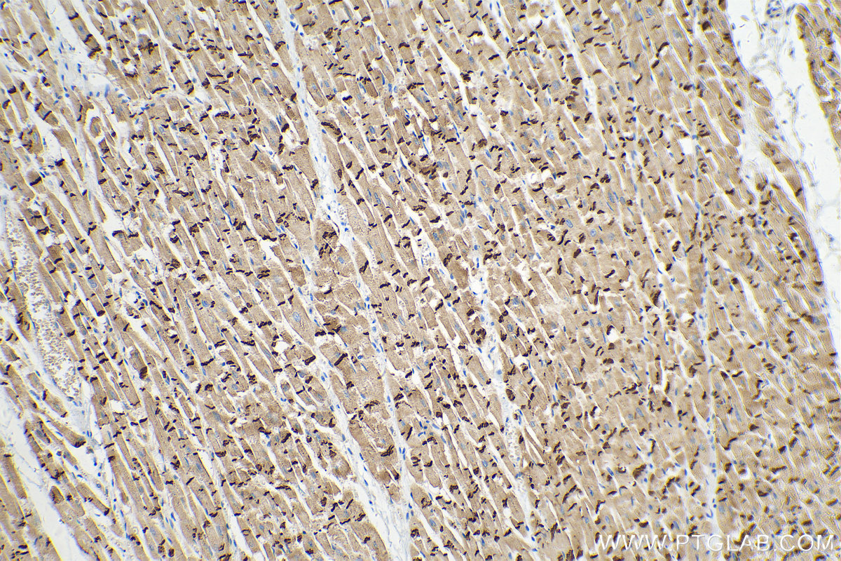IHC staining of human heart using 66219-1-Ig IHC staining of human heart using 66219-1-Ig
