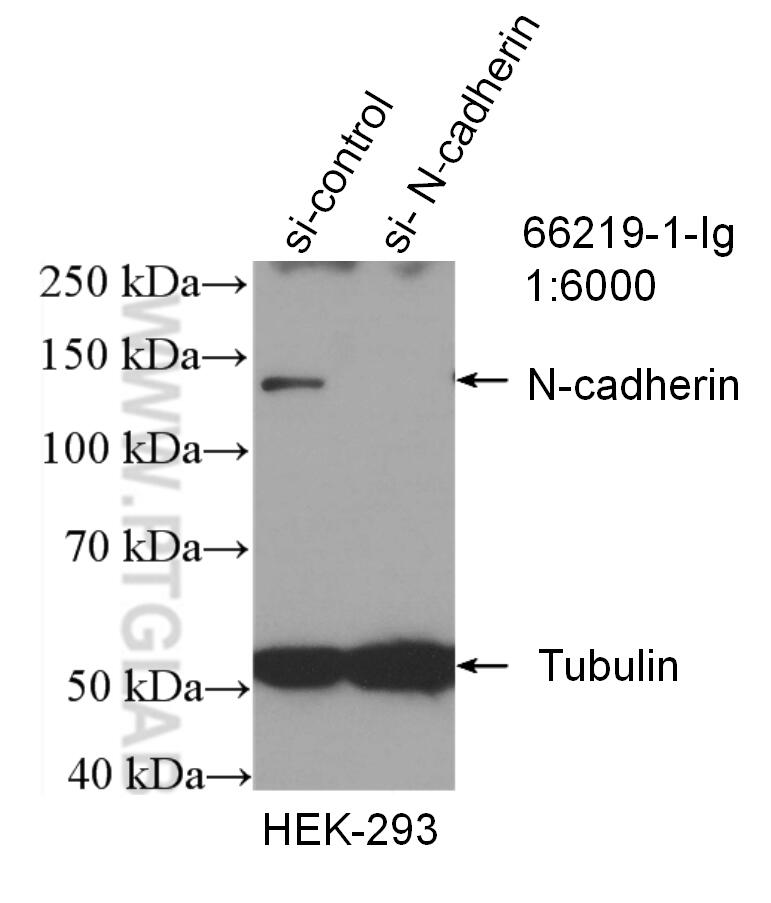 WB analysis of HEK-293 using 66219-1-Ig