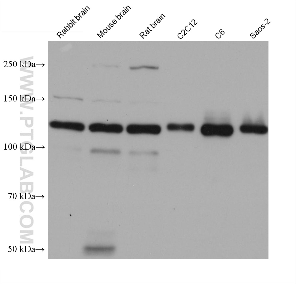 WB analysis using 66219-1-Ig