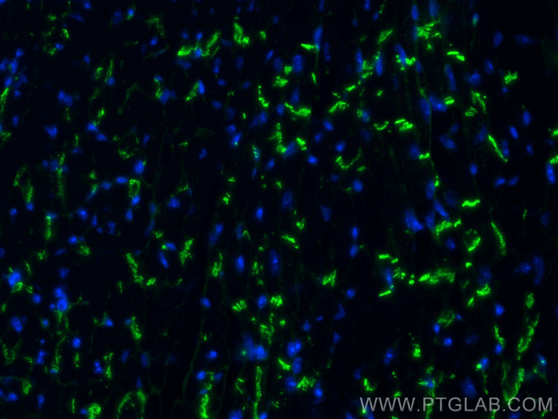 IF Staining of mouse heart using 68532-1-Ig