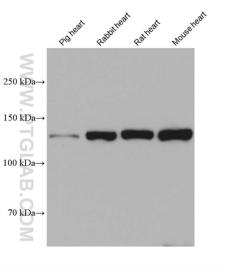 WB analysis using 68532-1-Ig