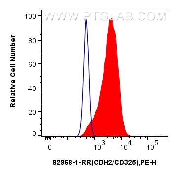 N-cadherin