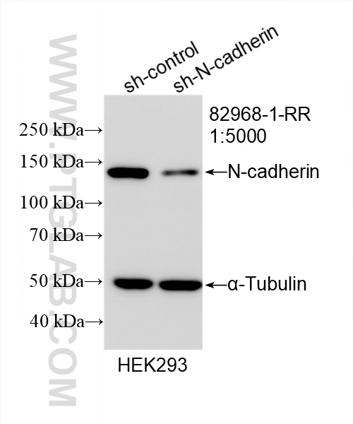 WB analysis of HEK-293 using 82968-1-RR (same clone as 82968-1-PBS)
