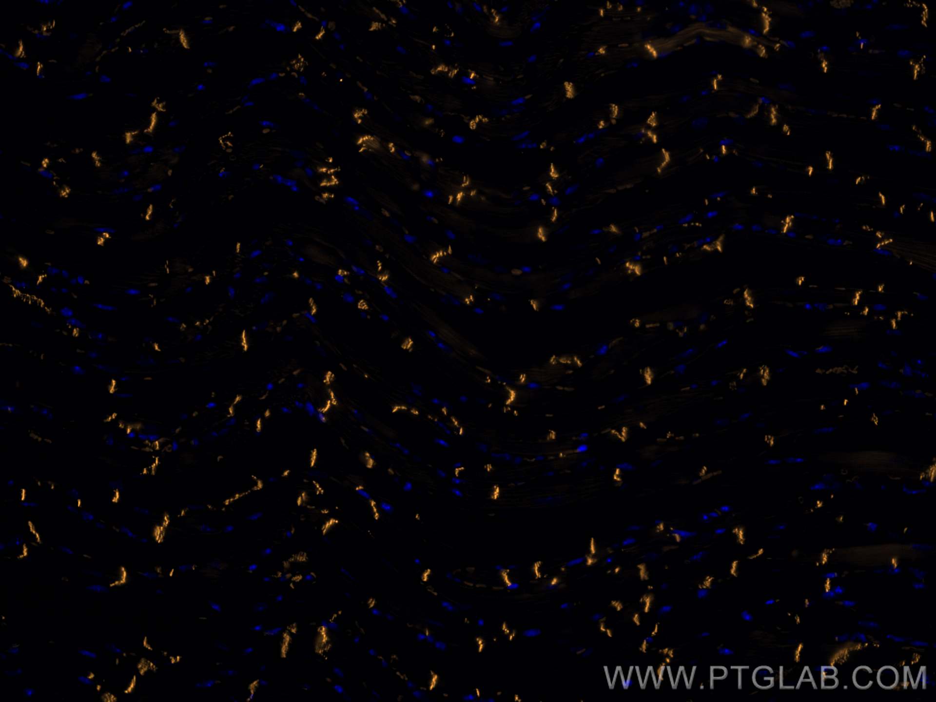 IF Staining of mouse heart using CL555-66219