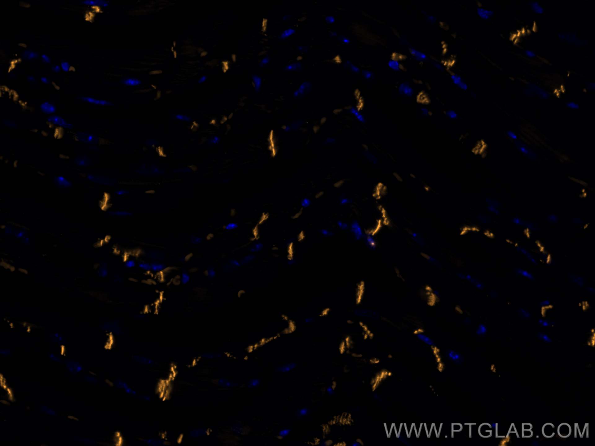 IF Staining of mouse heart using CL555-66219