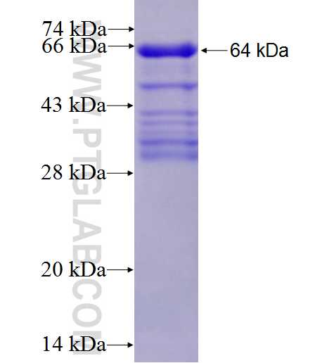 N-cadherin fusion protein Ag4752 SDS-PAGE