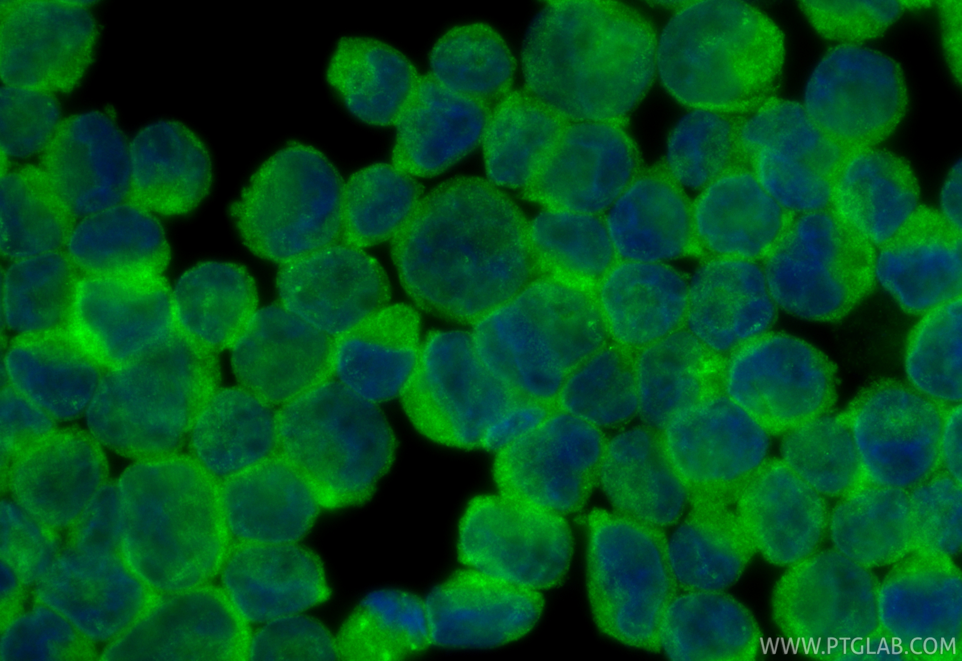 IF Staining of K-562 using 23892-1-AP IF Staining of K-562 using 23892-1-AP