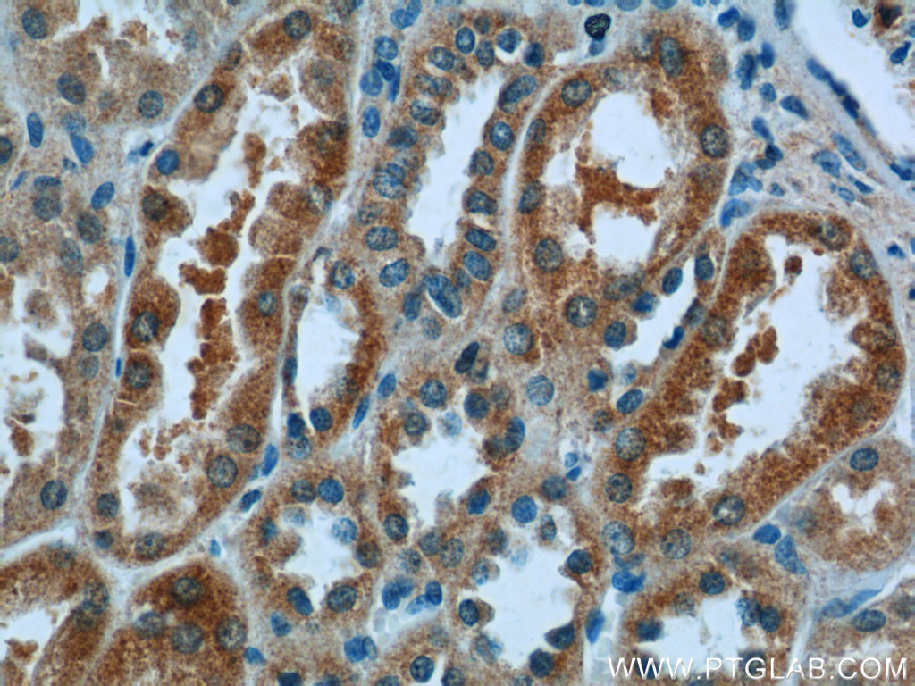 IHC staining of human kidney using 16733-1-AP