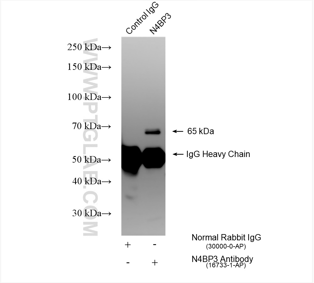 IP experiment of mouse brain using 16733-1-AP