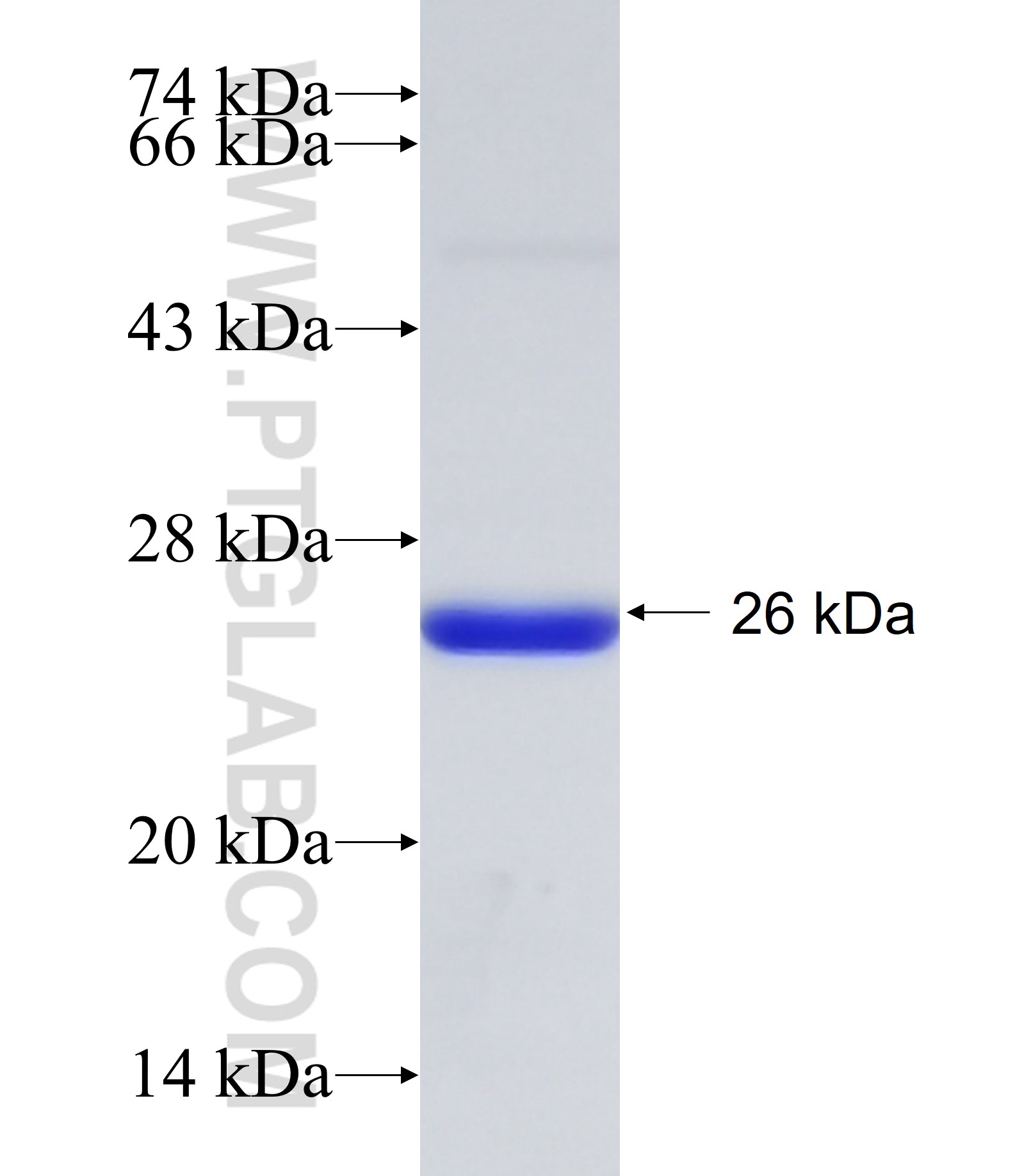 N6AMT1 fusion protein Ag9310 SDS-PAGE