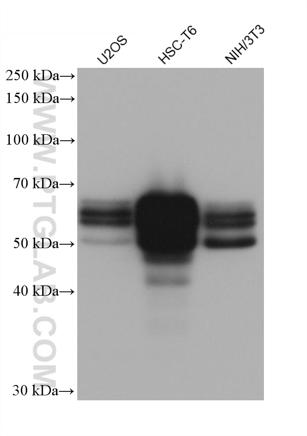 WB analysis using 68322-1-Ig