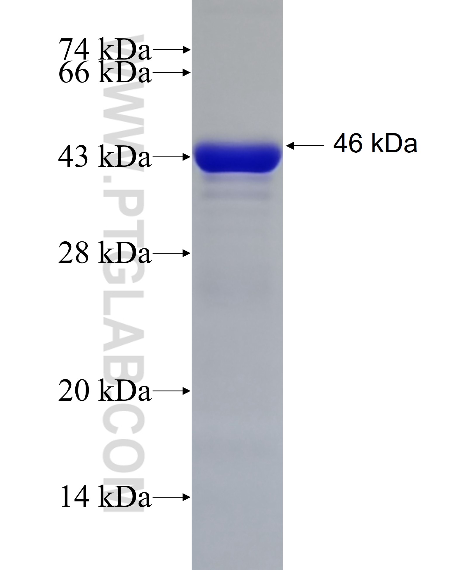 NAB2 fusion protein Ag6346 SDS-PAGE