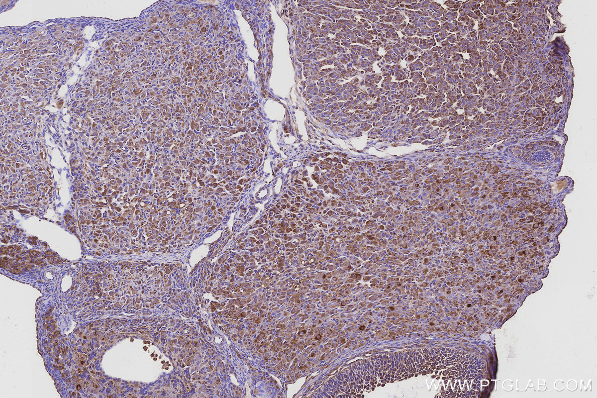 IHC staining of rat ovary using 32235-1-AP IHC staining of rat ovary using 32235-1-AP