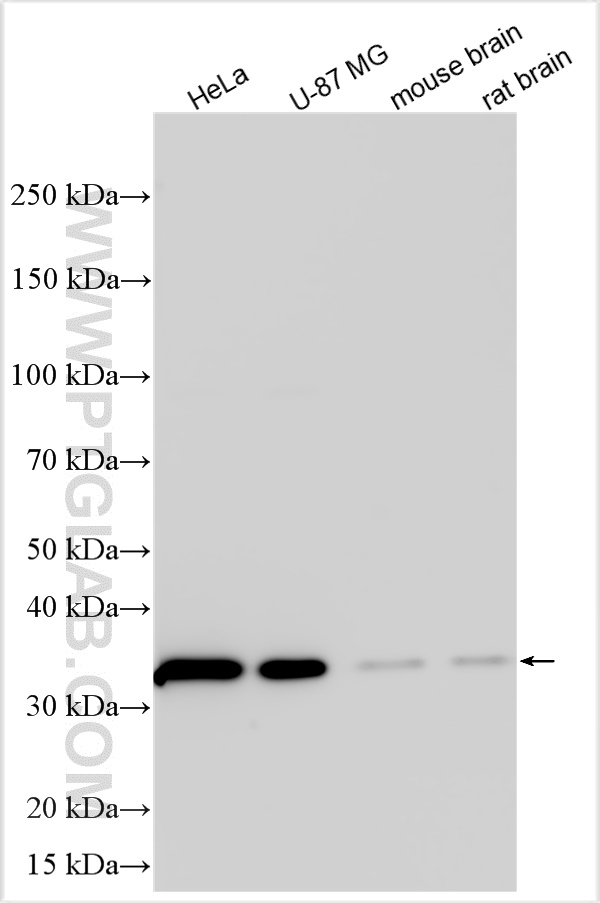 WB analysis of HeLa using 32235-1-AP