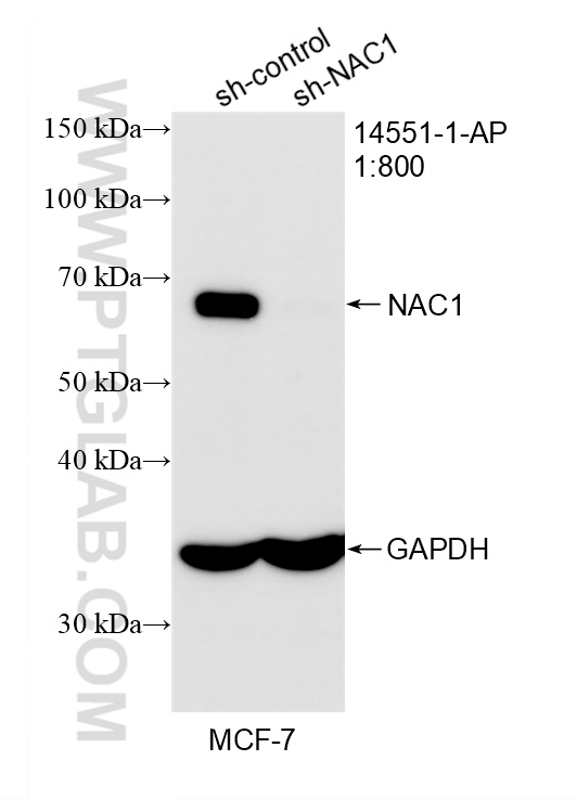 WB analysis of MCF-7 using 14551-1-AP