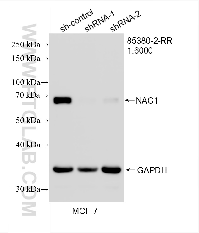 WB analysis of MCF-7 using 85380-2-RR (same clone as 85380-2-PBS) WB analysis of MCF-7 using 85380-2-RR (same clone as 85380-2-PBS)