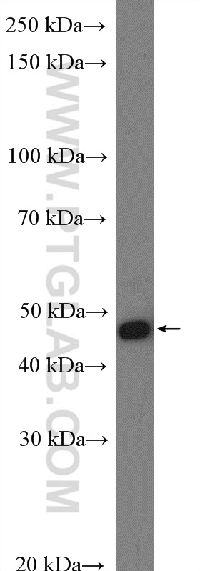 WB analysis of NIH/3T3 using 15548-1-AP