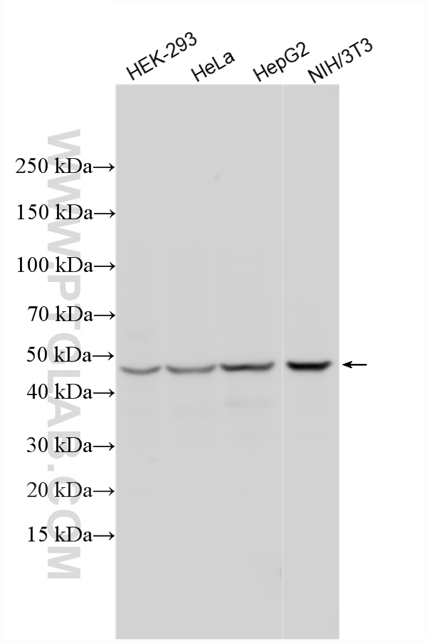 WB analysis using 15548-1-AP